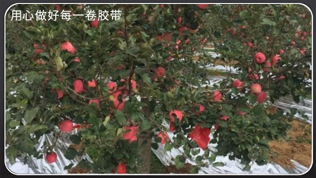 如何挑選合適的果樹反光膜[午夜福利在线观看视频膠帶]